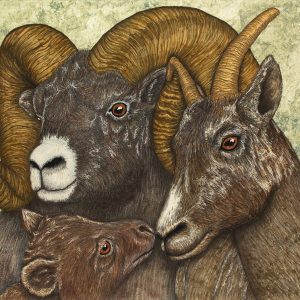Three wild goats with distinct curled horns and textured fur.